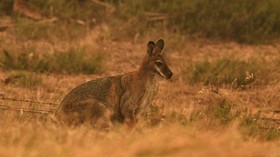 Australia Terancam Panas Ekstrem, Kebakaran Hutan Bisa Merajalela