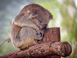 Koala Tersisa 250 Ribu Ekor, Tiap Tahun Ditabrak Mobil 150 Ekor