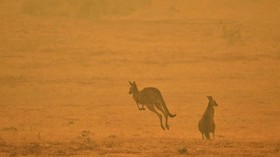 FOTO: Kanguru Jadi Korban Keganasan Kebakaran Hutan Australia