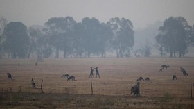 Pengusaha Tambang Sumbang Rp672 M untuk Kebakaran Australia