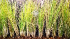Mengenal Tanaman Vetiver yang Dapat Kurangi Erosi Tanah