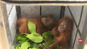VIDEO: Petugas Sita 2 Bayi Orangutan Dari Pemburu