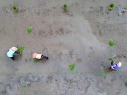 Ini Kata Petani soal Cetak Sawah Buat Tangkal Krisis Pangan