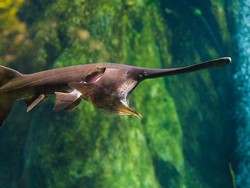 Raja Ikan Air Tawar yang Dinyatakan Punah, Rasa Dagingnya Enak