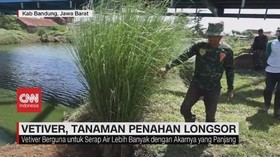 VIDEO: Vetiver, Tanaman Penahan Longsor