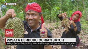 VIDEO: Wisata Berburu Durian Jatuh
