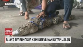 VIDEO: Buaya Terbungkus Kain Ditemukan di Pinggir Jalan