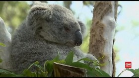 VIDEO: Australia Pulihkan Margasatwa Korban Kebakaran