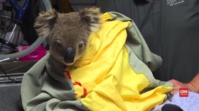 VIDEO: Akibat Kebakaran, Koala Australia Terancam Punah