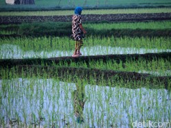 Prakiraan Cuaca Cirebon dan Sekitarnya Minggu, 11 Agustus 2024