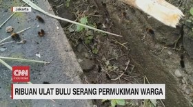 VIDEO: Ribuan Ulat Bulu Serang Permukiman Warga