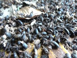 Serangga Misterius Serang Rumah Warga di Situbondo