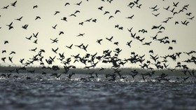 Fakta Aneh Burung Mati Massal, Jatuh di Langit Bali-Cirebon