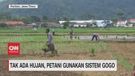 VIDEO: Tak Ada Hujan, Petani Gunakan Sistem Gogo