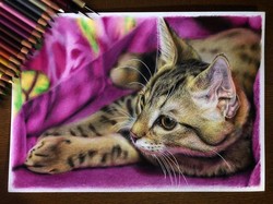 Pembantaian Kucing di Tasikmalaya yang Menuai Murka