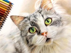 10 Mitos Populer soal Kucing di Indonesia dan Mancanegara