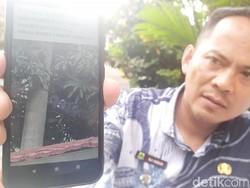 Monyet Langka Surili Bikin Heboh Cianjur, Camat: Jangan Dibunuh!