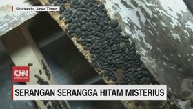 VIDEO: Serangan Serangga Hitam misterius