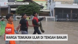 VIDEO: Warga Temukan Ular Piton Ditengah Banjir