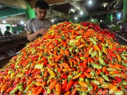 Produksi Cabai Diprediksi Surplus, Ini Datanya