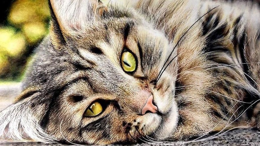 gambar kucing realistis
