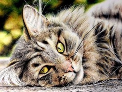 Kasus Penganiayaan Kucing di Bogor, Polisi Sudah Periksa Terduga Pelaku