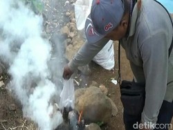 Serangga Misterius yang Serang Rumah Warga di Situbondo Dites Lab