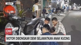 VIDEO: Motor Dibongkar demi Selamatkan Anak Kucing