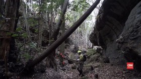 VIDEO: Penyelamatan Pohon Purba dari Kebakaran Australia