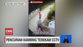 VIDEO: Pencurian Kambing Terekam CCTV