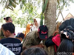 Selain Keluarkan Suara Perempuan Menangis, Pohon di Jember Juga Merintih