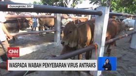 VIDEO: Waspada Wabah Penyebaran Virus Antraks
