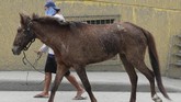 FOTO: Upaya Evakuasi Hewan Peliharaan dari Amuk Gunung Taal Sukarelawan penyelamat hewan membantu evakuasi hewan peliharaan yang ditinggal mengungsi akibat erupsi gunung Taal di Talisay, provinsi Batangas.
