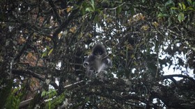 Primata Endemik Surili Berkeliaran di Permukiman Cianjur