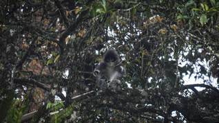 Primata Endemik Surili Berkeliaran di Permukiman Cianjur