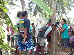 Heboh Pohon Menangis di Jember, Dirukyah Hingga Tumbuh di Bekas Kuburan