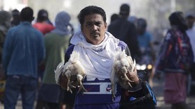 FOTO: Upaya Evakuasi Hewan Peliharaan dari Amuk Gunung Taal