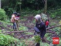 Polres Pagar Alam Bongkar 3 Hektare Ladang Ganja
