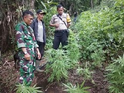 Petugas Gelar Patroli Antisipasi Ladang Ganja Lain di Gunung Guntur Garut