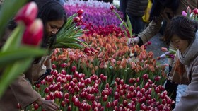 Taman Keukenhof Gelar Live Streaming Mekar Bunga Tulip