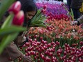 Taman Keukenhof Gelar Live Streaming Mekar Bunga Tulip
