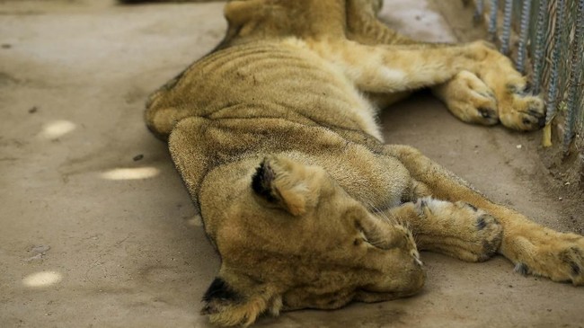 FOTO : Mirisnya Nasib Singa Ceking di Sudan