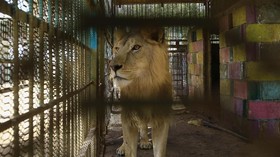 A malnourished lion walks in his cage at the Al-Qureshi park in the Sudanese capital Khartoum on January 19, 2020. - Sudanese citizens and activists have launched a social media campaign to save five lions from starvation after complaints that they w