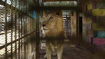 30 Singa dan Harimau Diselamatkan dari Kebun Binatang Terbengkalai