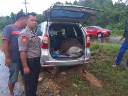 Mobil Angkut Sapi Curian Kecelakaan di Konawe Selatan, Sopir Kabur