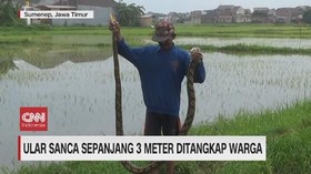 VIDEO: Ular Sanca 3 Meter Ditangkap Warga