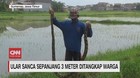 VIDEO: Ular Sanca 3 Meter Ditangkap Warga