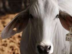 Pemkot Makassar Periksa 4.318 Hewan Kurban, 657 Sapi Tak Layak Sembelih