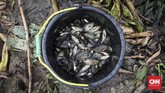FOTO: Menjala Ikan di Kali Doser Warga memanfaatkan momentum meluapnya Kali Doser di Desa Wates, Kabupaten Bekasi, Provinsi Jawa Barat untuk menjala ikan betik.