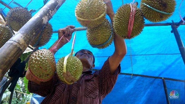 Kabar Buruk bagi Thailand-Vietnam-RI! China Diam-Diam Produksi Durian